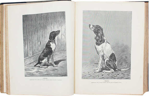 [Байланд Анри де. Породы собак. Их происхождение, оценки, описания, типы, качества, особенности и недостатки. В 2 ч.], 1897